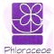 Phloraceae Farmcia de Manipulao e Homeopatia