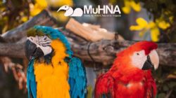 DESTAQUE: MuHna lana cartilha bilngue sobre aves do Cerrado