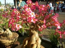 FESTIVAL: Cuiab recebe 1 Festival de Orqudeas e Rosas do Deserto