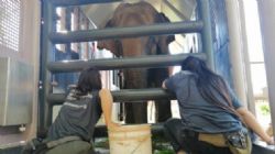 DESTAQUE: Elefanta Ramba chega  Chapada dos Guimares aps quatro dias de viagem